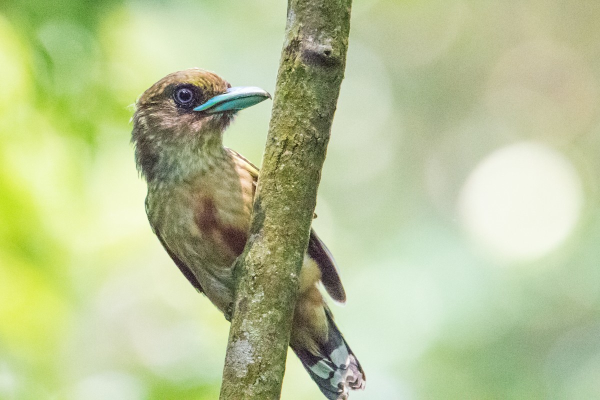 Banded Broadbill - ML191056941