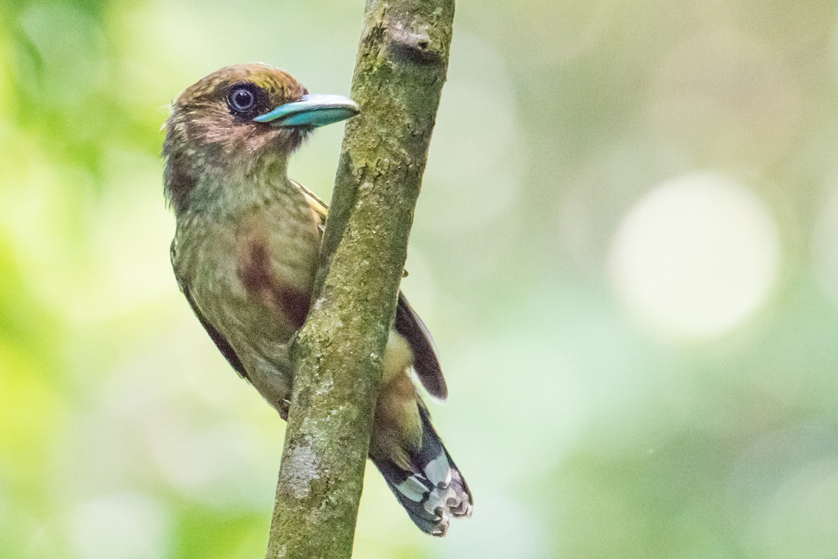 Banded Broadbill - ML191056951