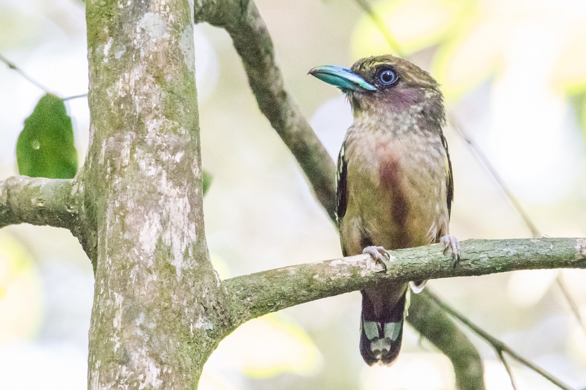 Banded Broadbill - ML191056981