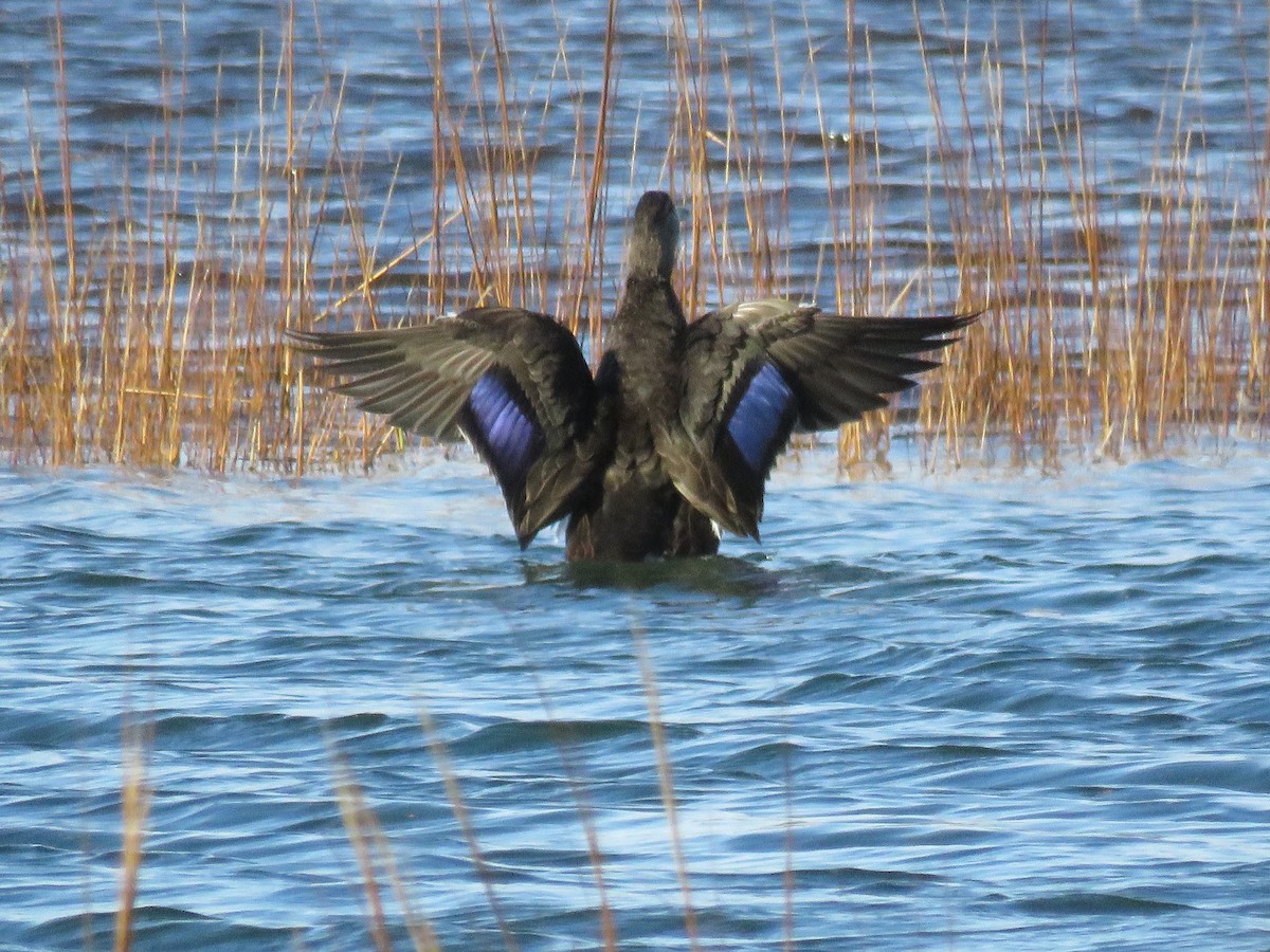 American Black Duck - ML191057651