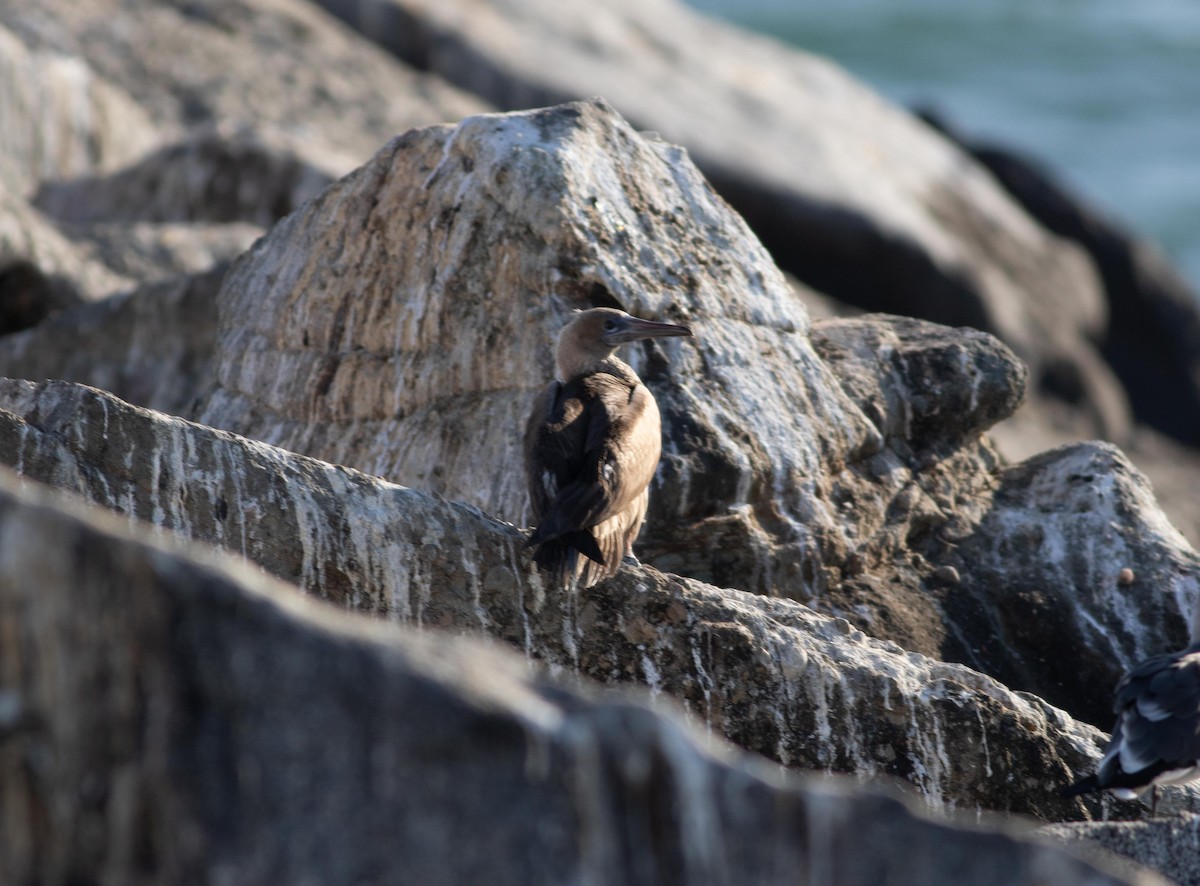 Red-footed Booby - ML191058951