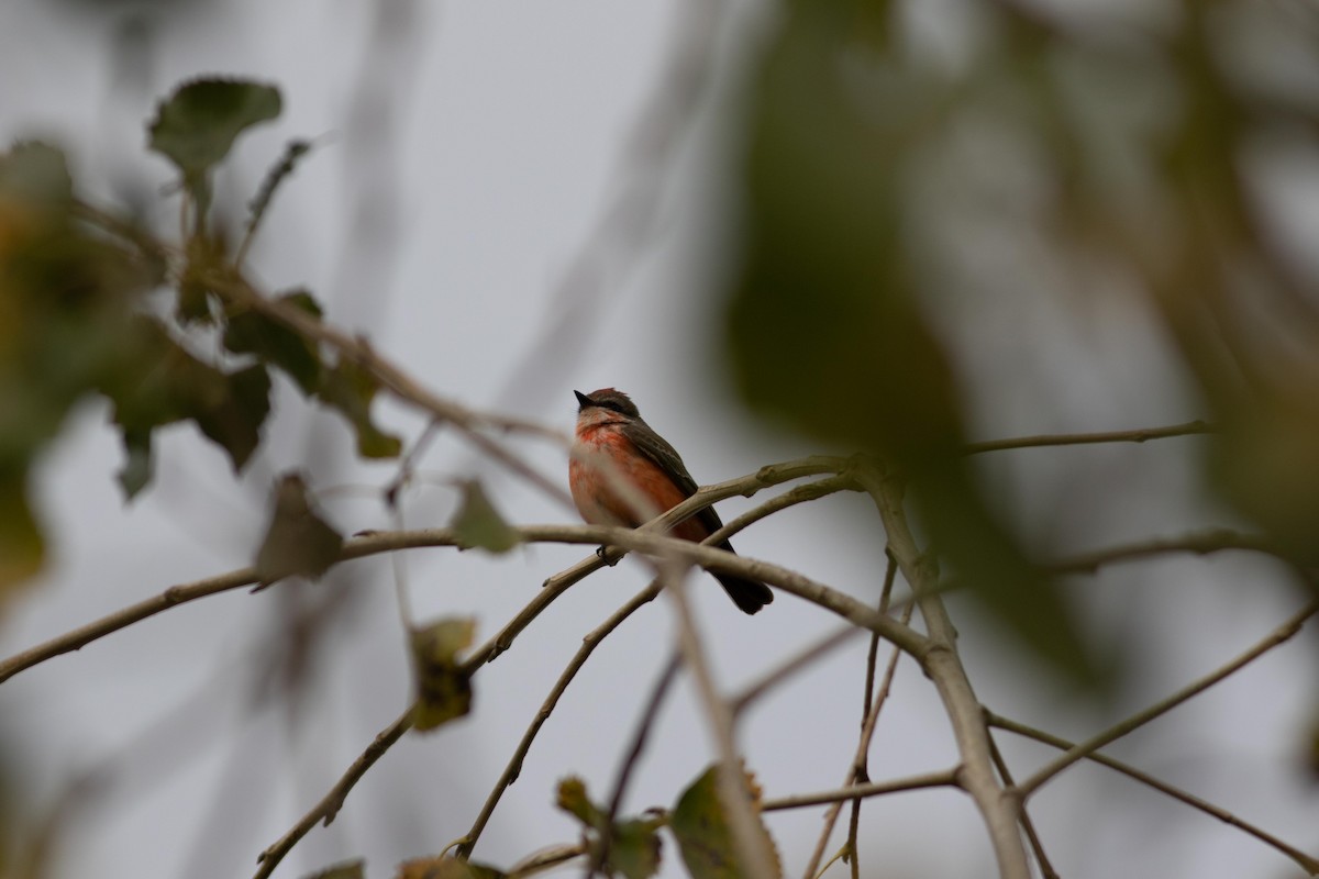 Vermilion Flycatcher - ML191059131