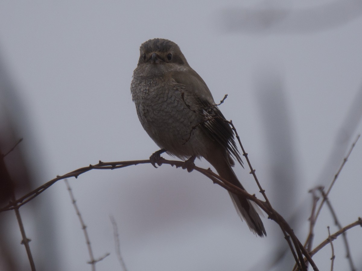 Alcaudón Boreal - ML191059551