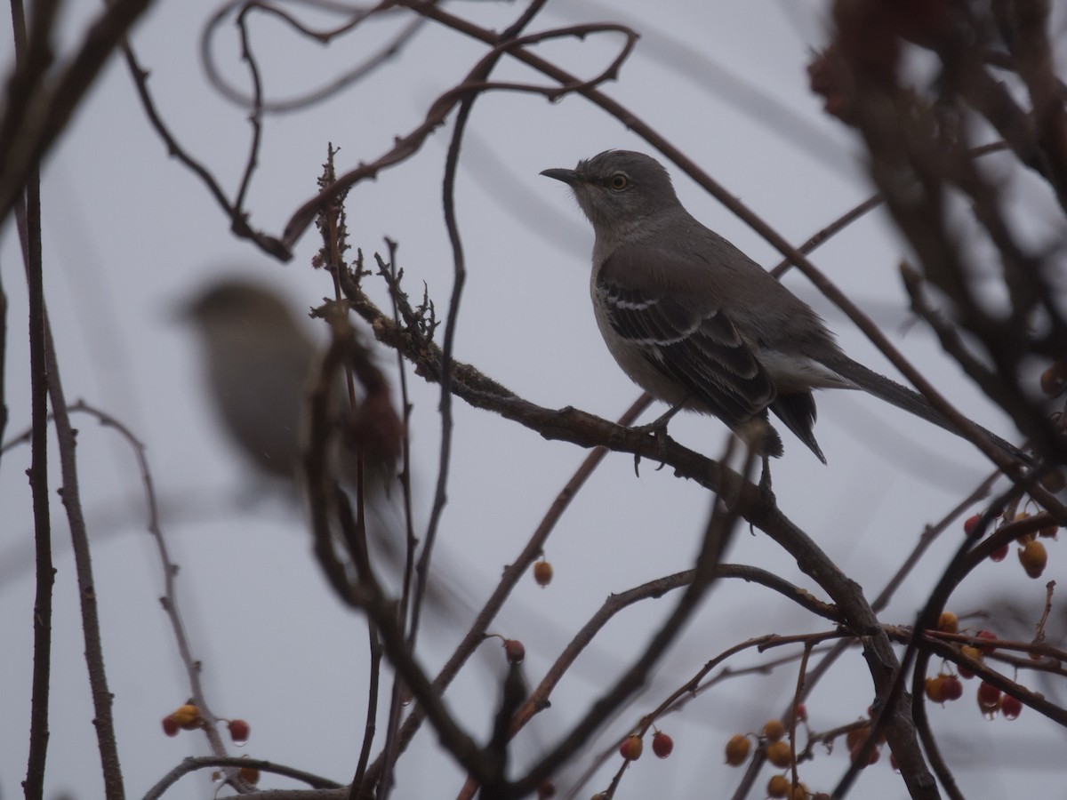 Northern Mockingbird - ML191059661