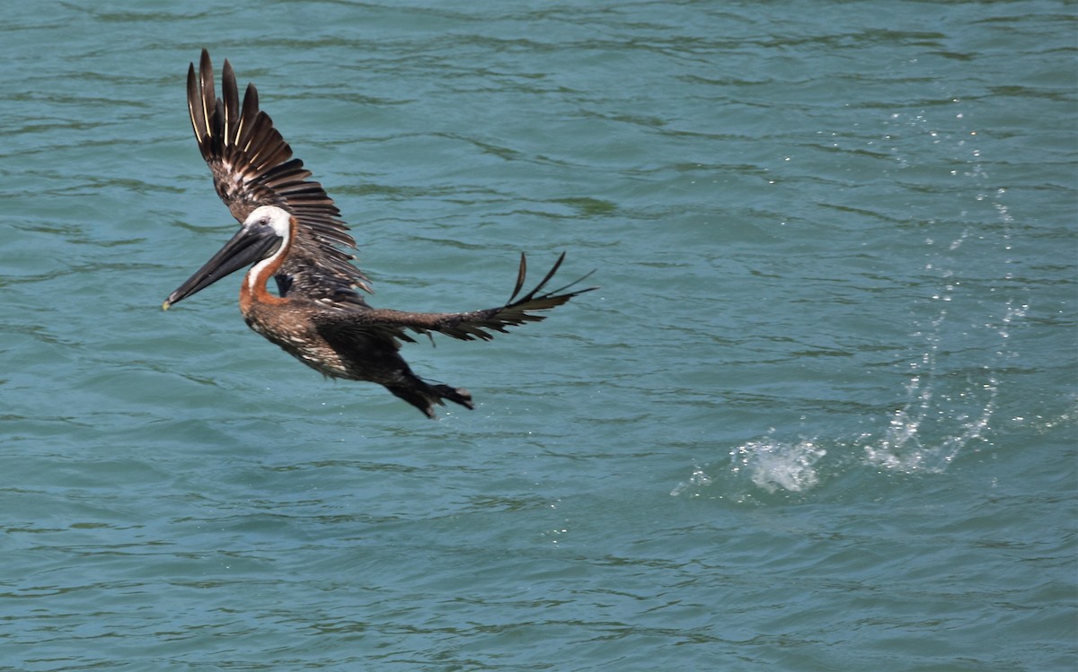 Brown Pelican - ML191060931