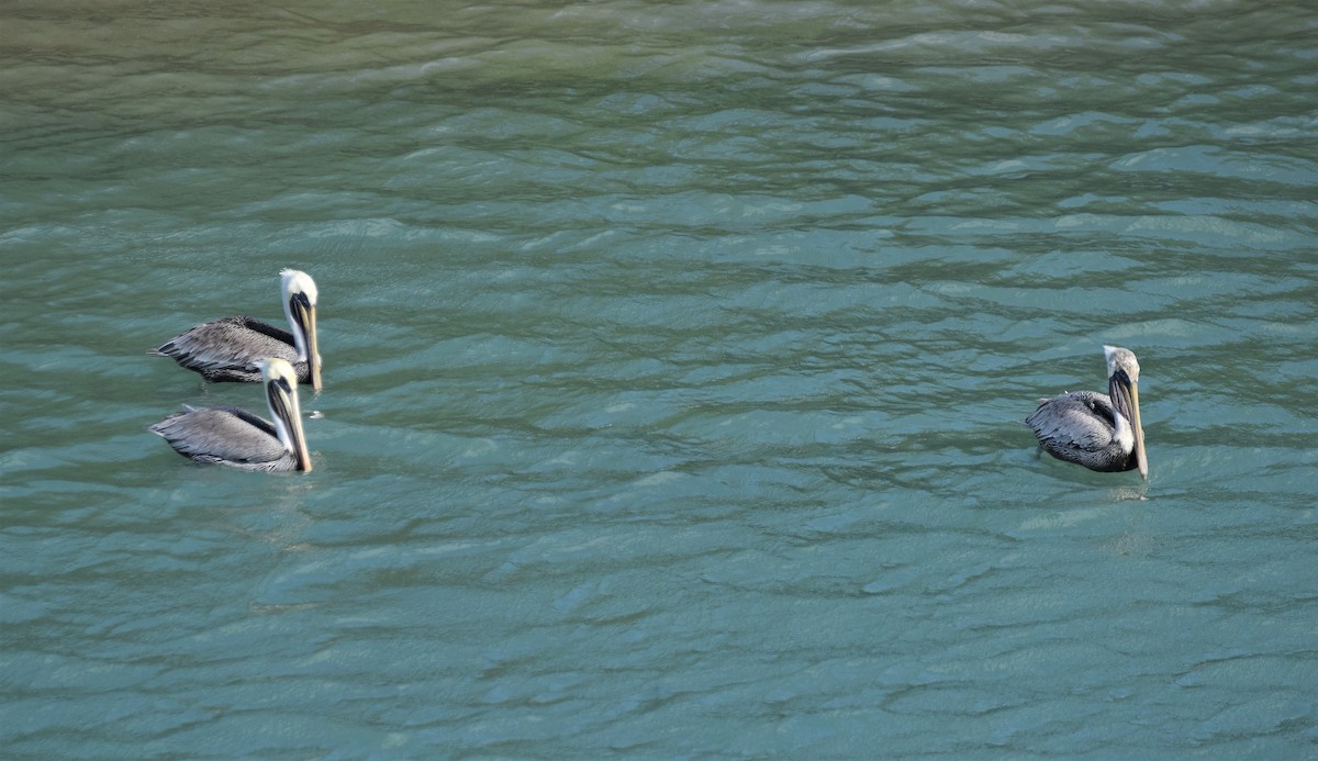 Brown Pelican - ML191060971