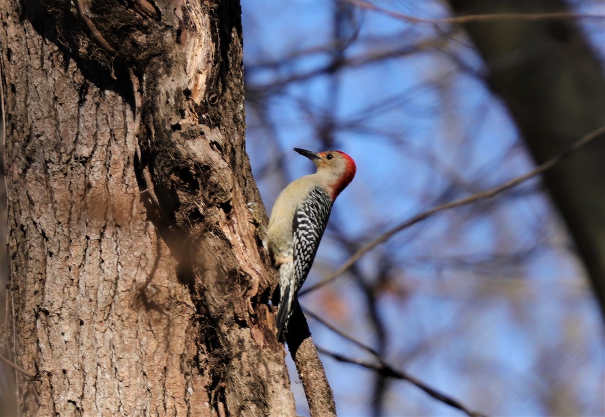 Red-bellied Woodpecker - ML191061091