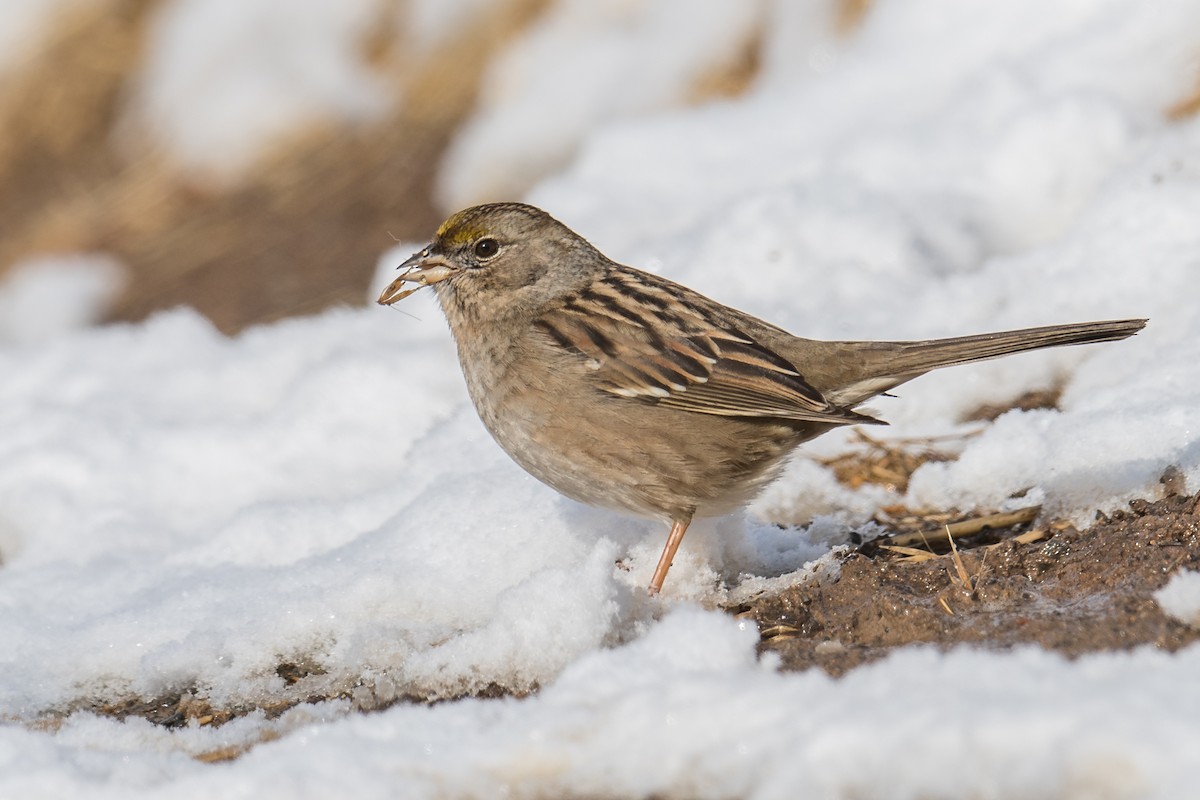 Golden-crowned Sparrow - ML191061401