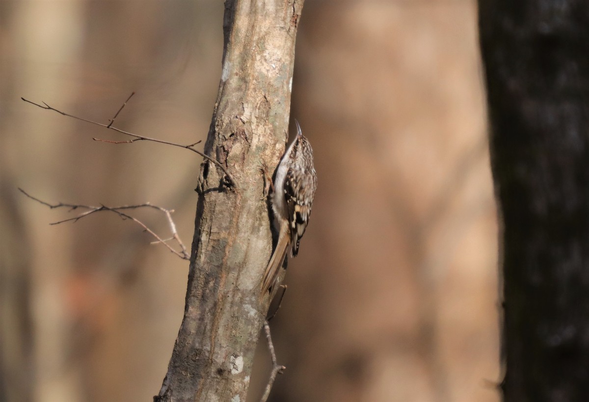 Brown Creeper - ML191061721