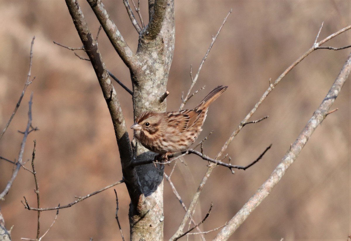 Song Sparrow - ML191061791