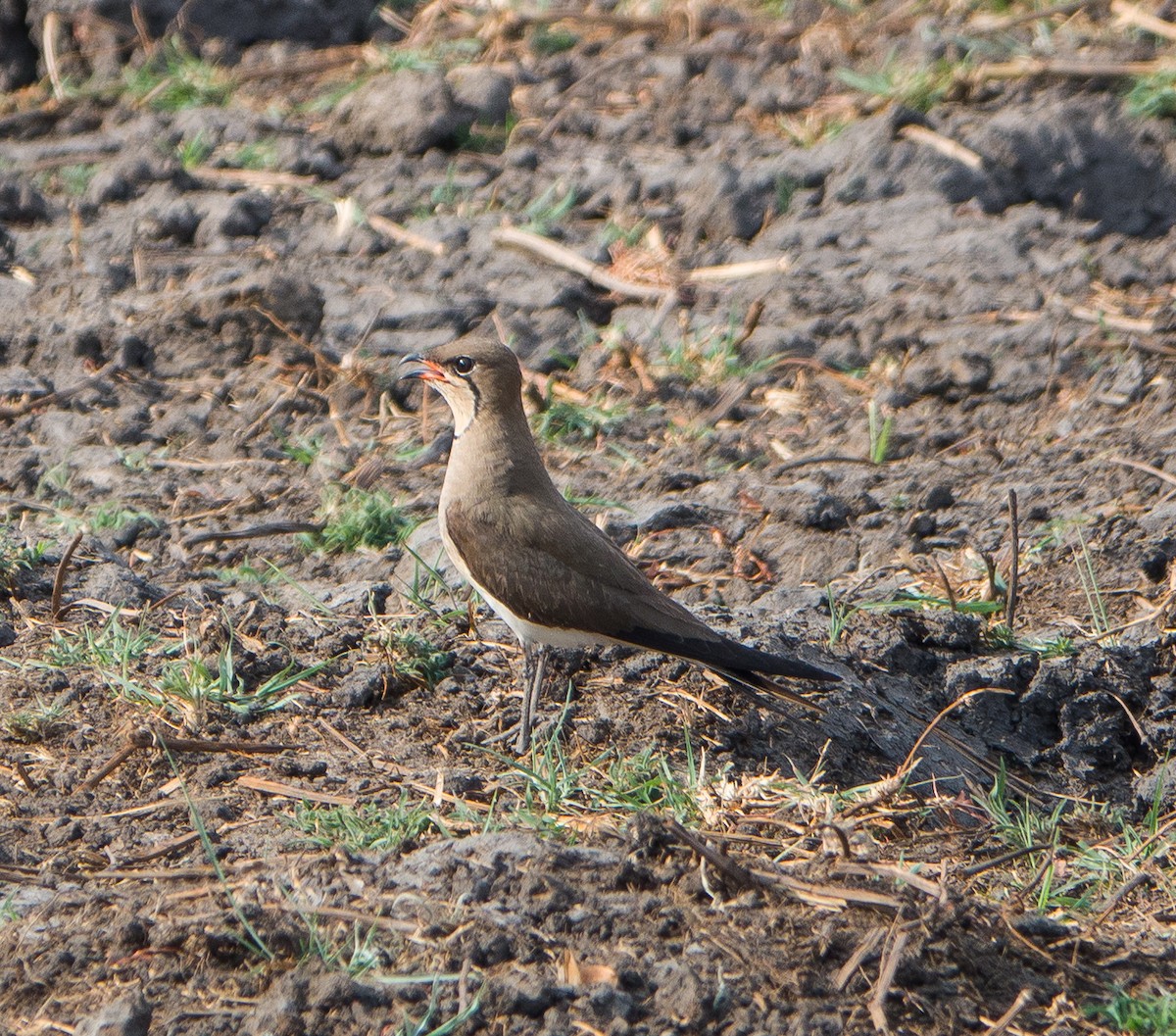 Collared Pratincole - Phil Hyde