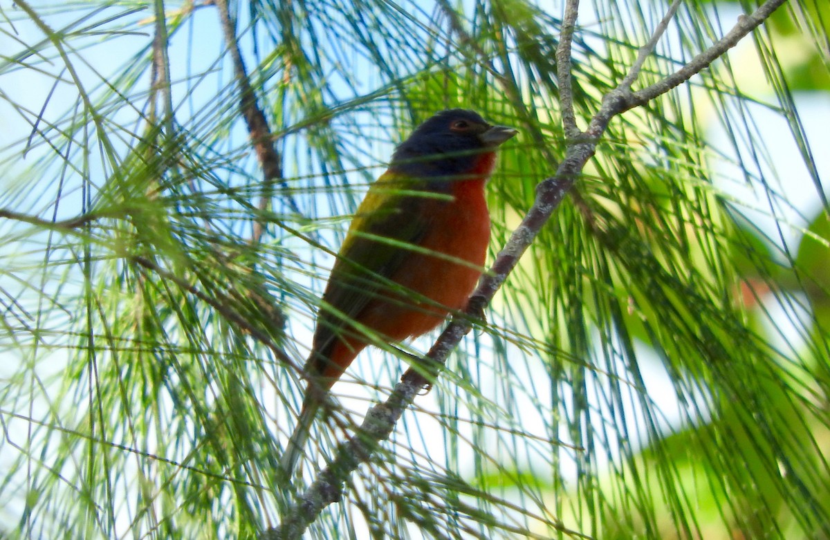 Painted Bunting - ML191062311