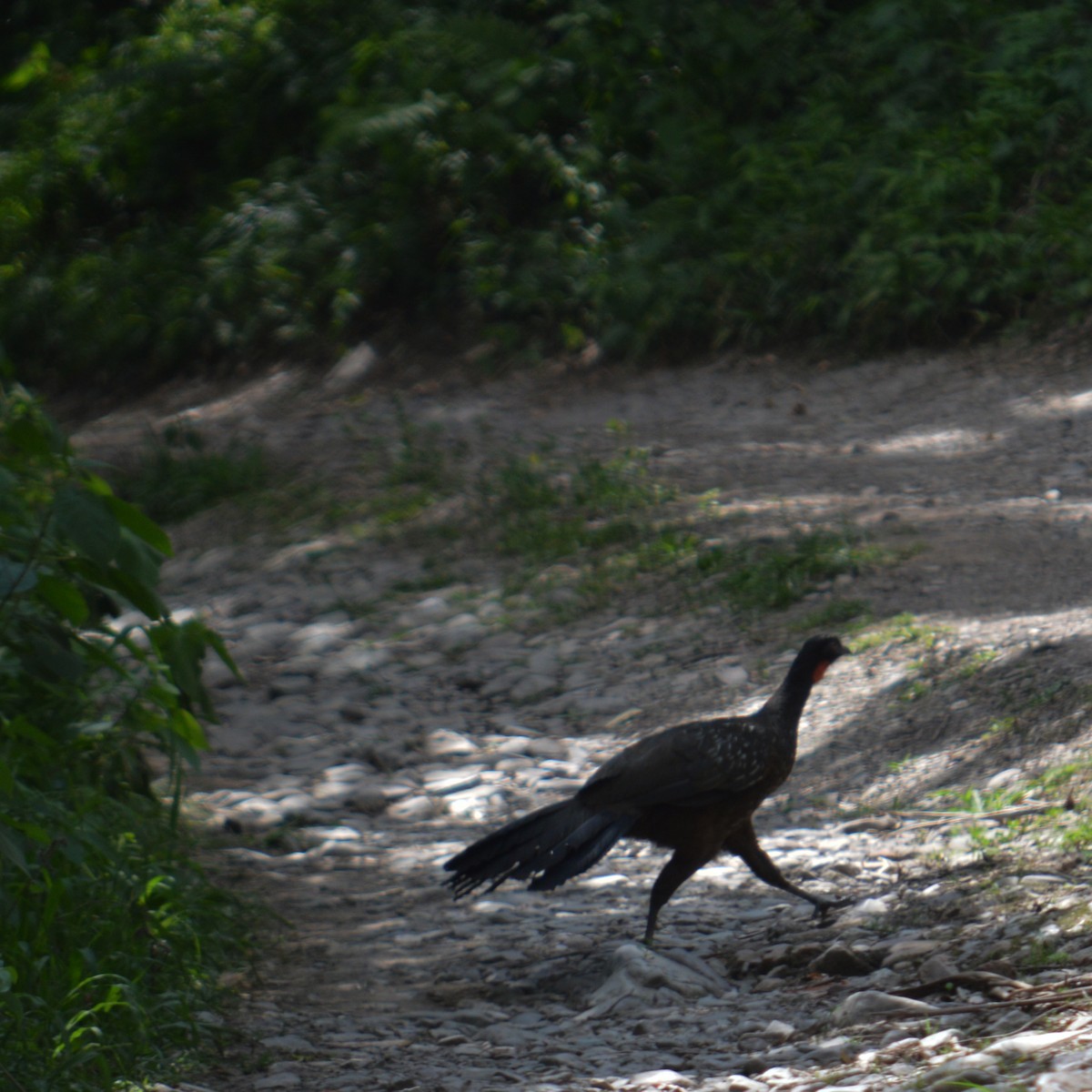 Yungas Guan - ML191062731