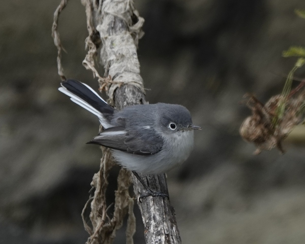 Gobemoucheron gris-bleu - ML191062971