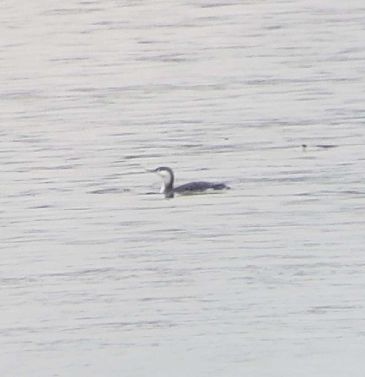 Red-throated Loon - ML191063301