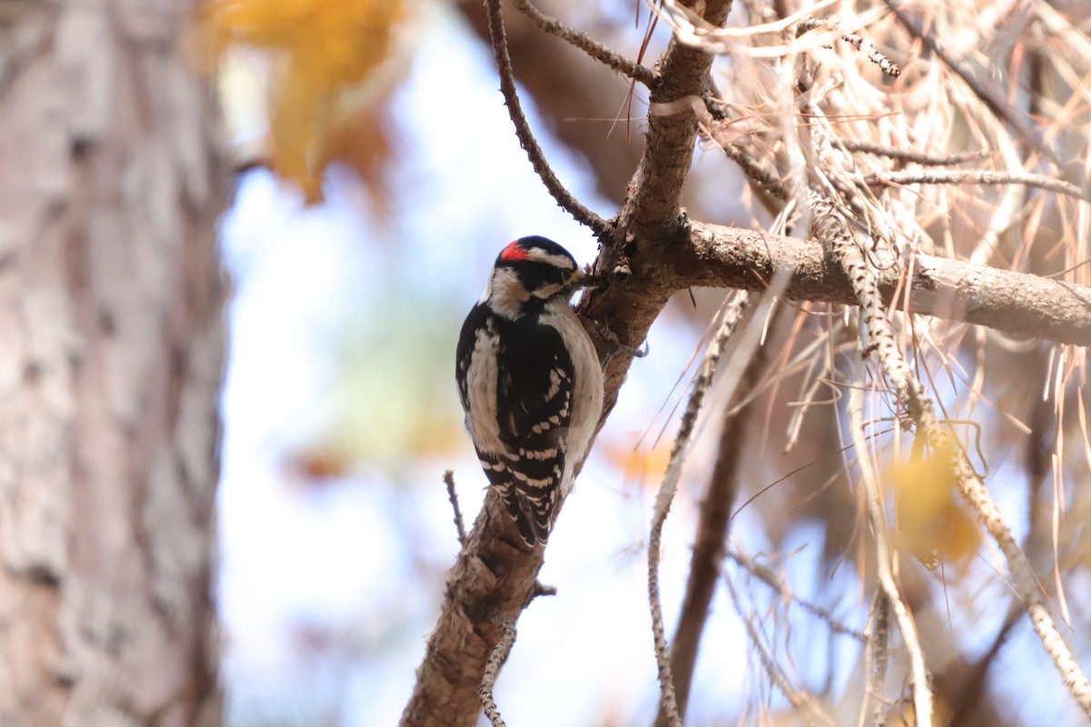 Downy Woodpecker - ML191063791