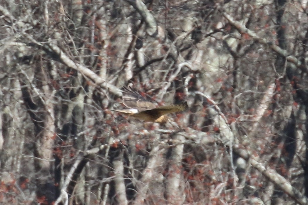 Northern Harrier - ML191065171