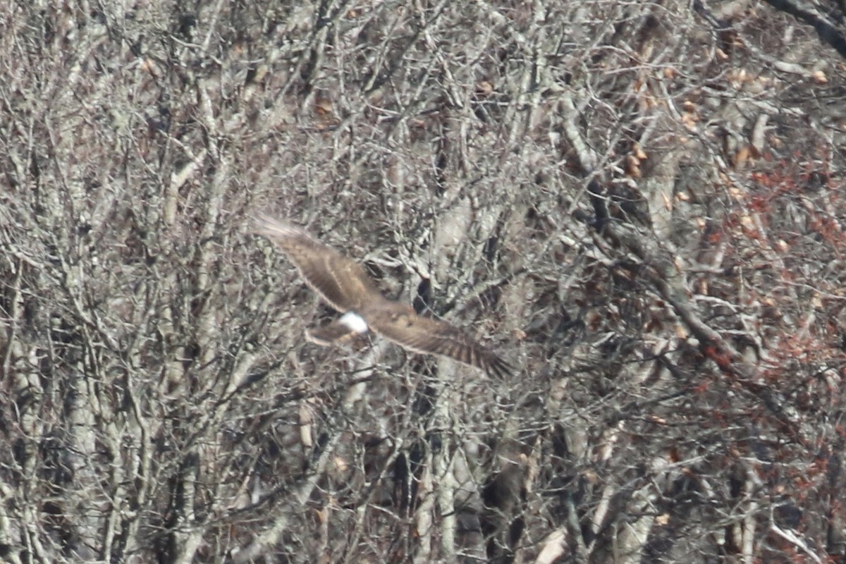 Aguilucho de Hudson - ML191065181