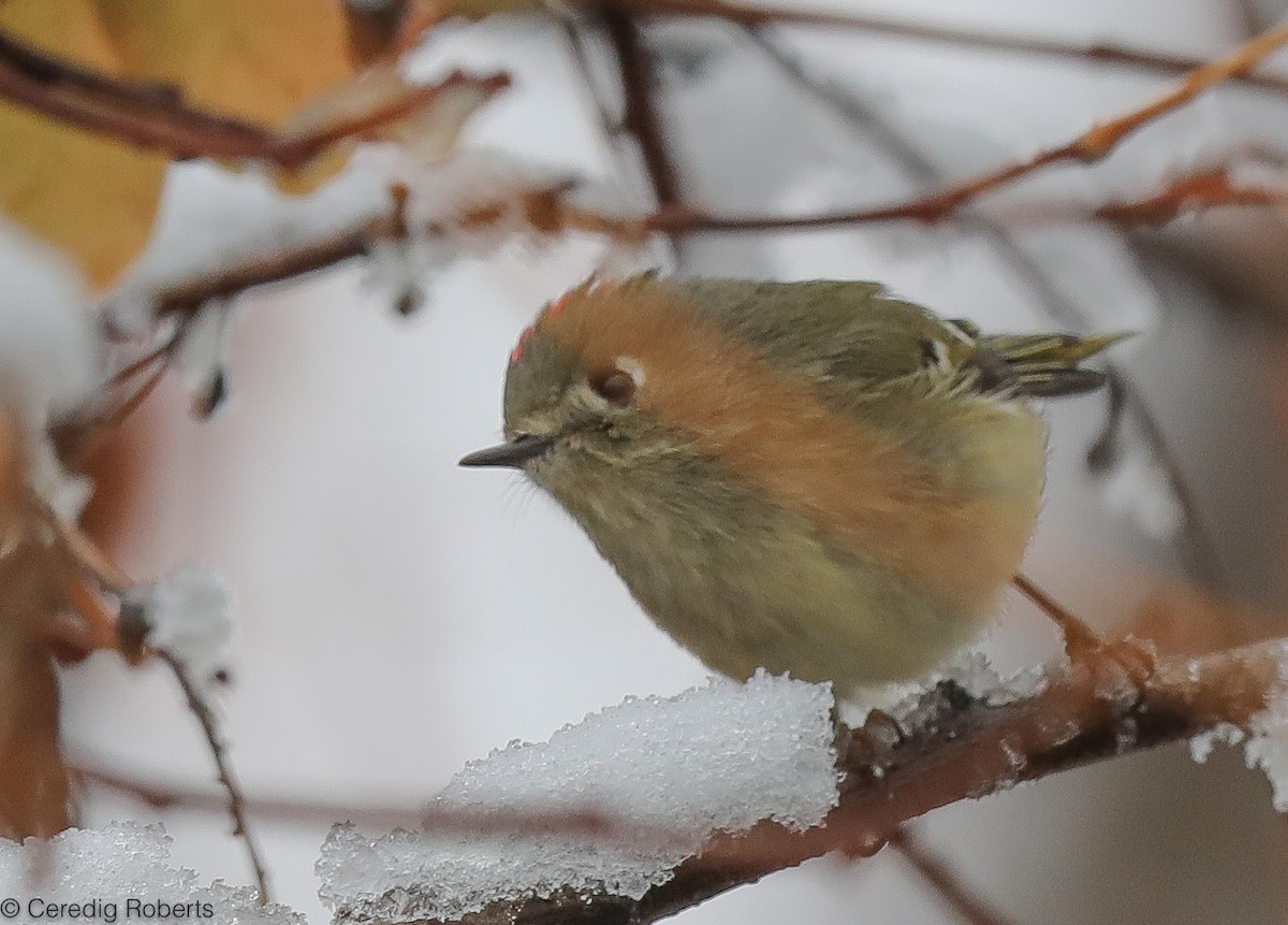 Ruby-crowned Kinglet - Ceredig  Roberts