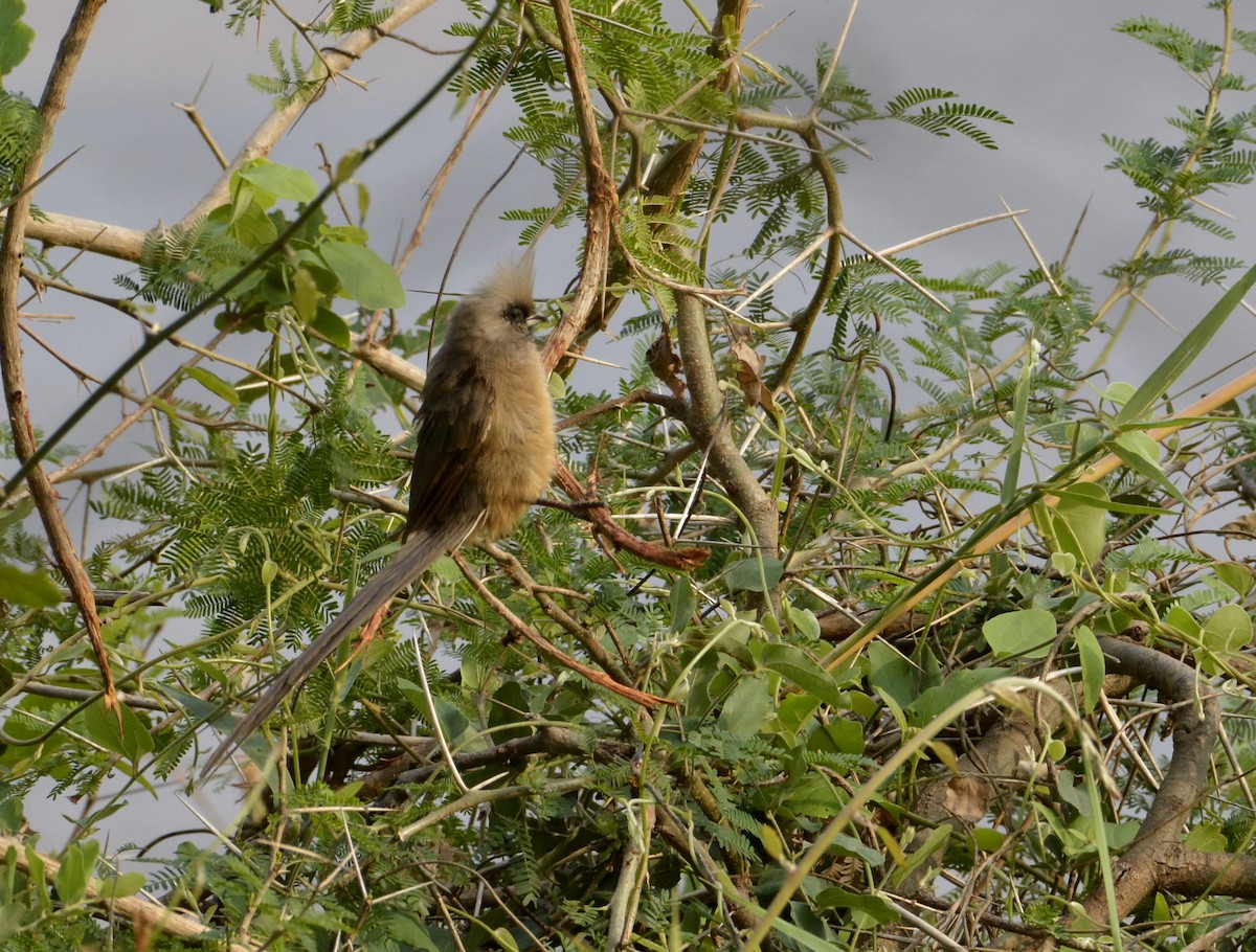 Speckled Mousebird - ML191065681