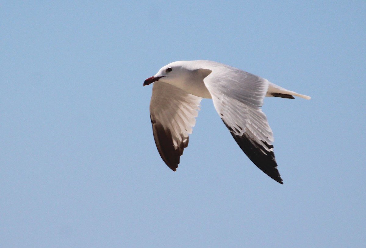 Audouin's Gull - ML191065811