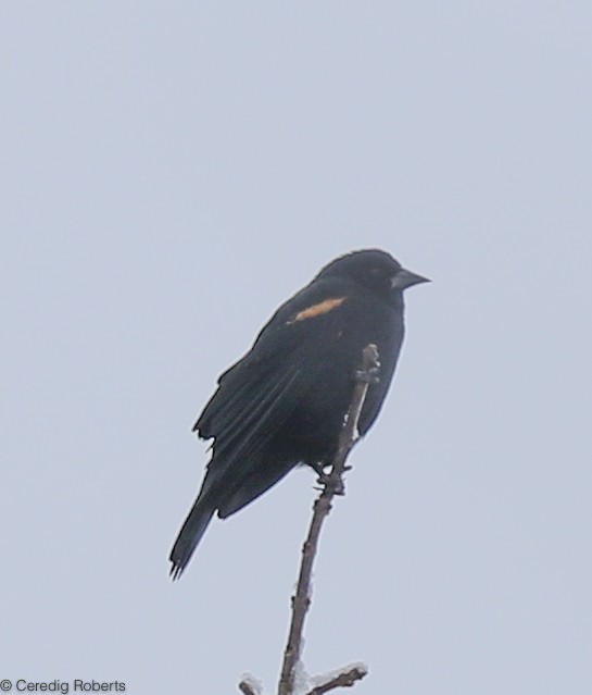 Red-winged Blackbird - Ceredig  Roberts