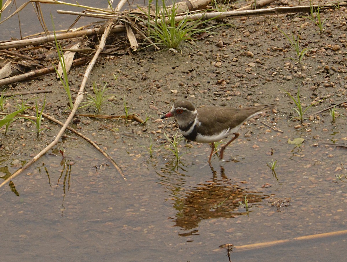 Three-banded Plover - John Cree