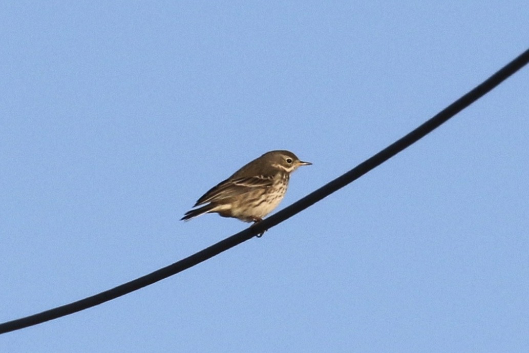 American Pipit - ML191068091