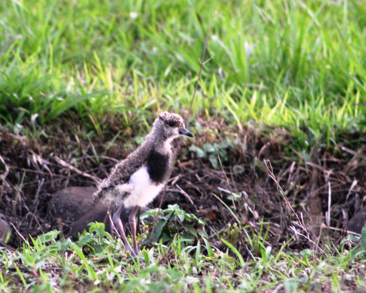 Southern Lapwing - Hector Cadena