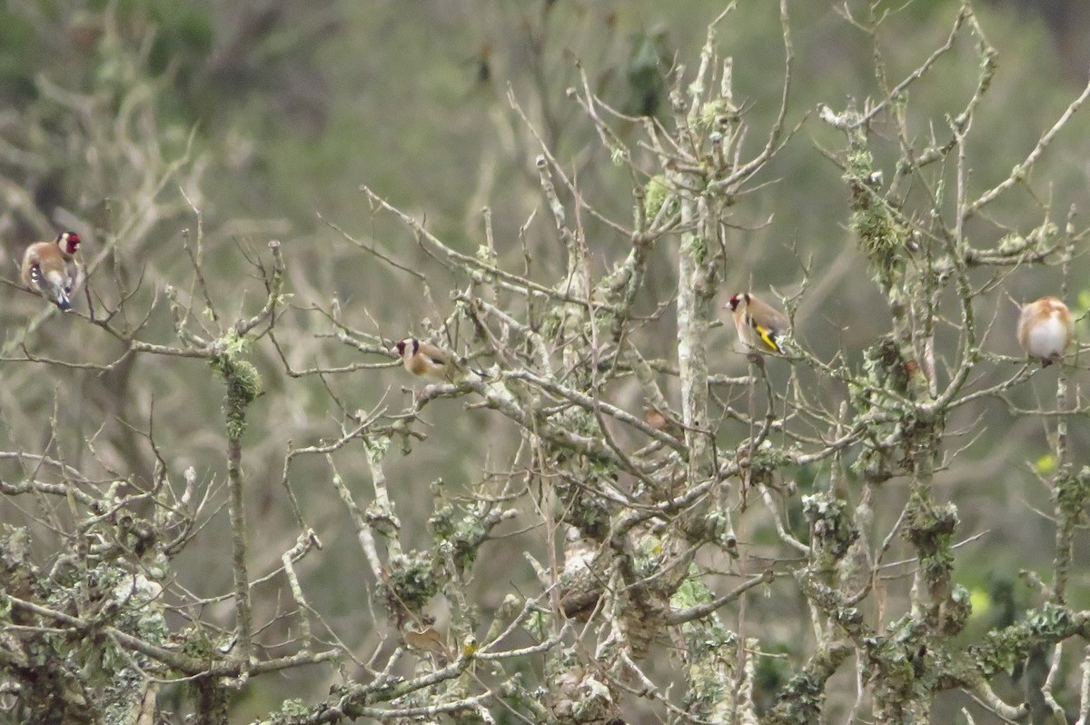 European Goldfinch - ML191069231