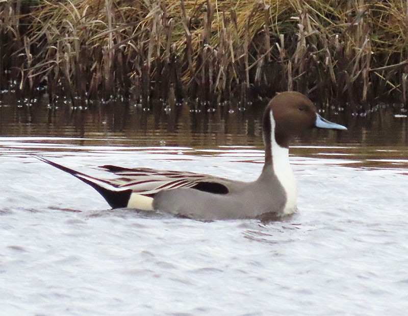 Northern Pintail - ML191070221