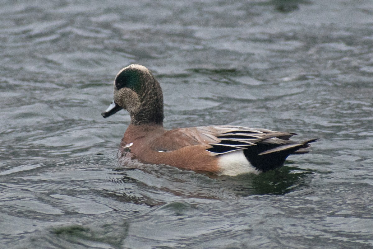 American Wigeon - ML191071431