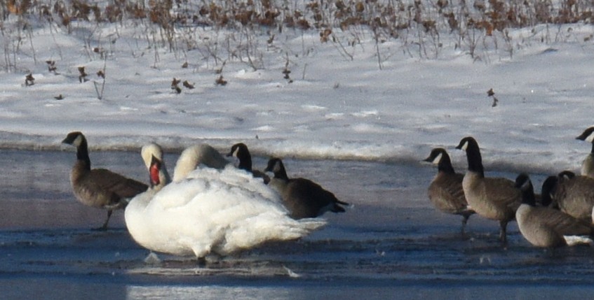 Mute Swan - ML191073291