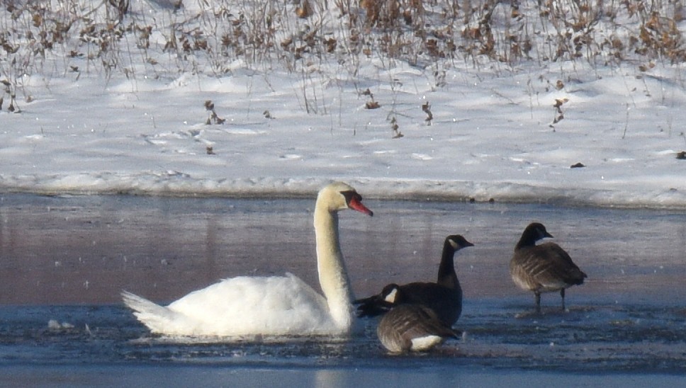 Mute Swan - ML191073301