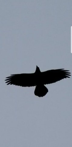 Common Raven - Todd Hawkins