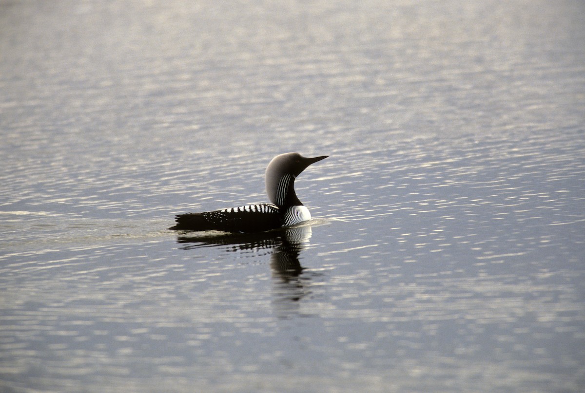 Pacific Loon - Michael Gage