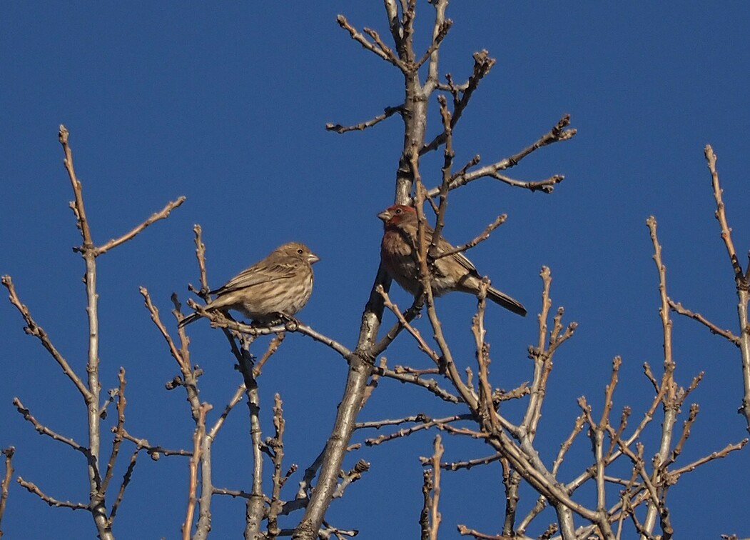 House Finch - ML191074111