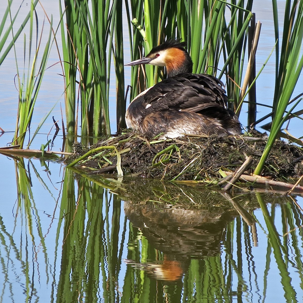 Great Crested Grebe - Erkki Lehtovirta