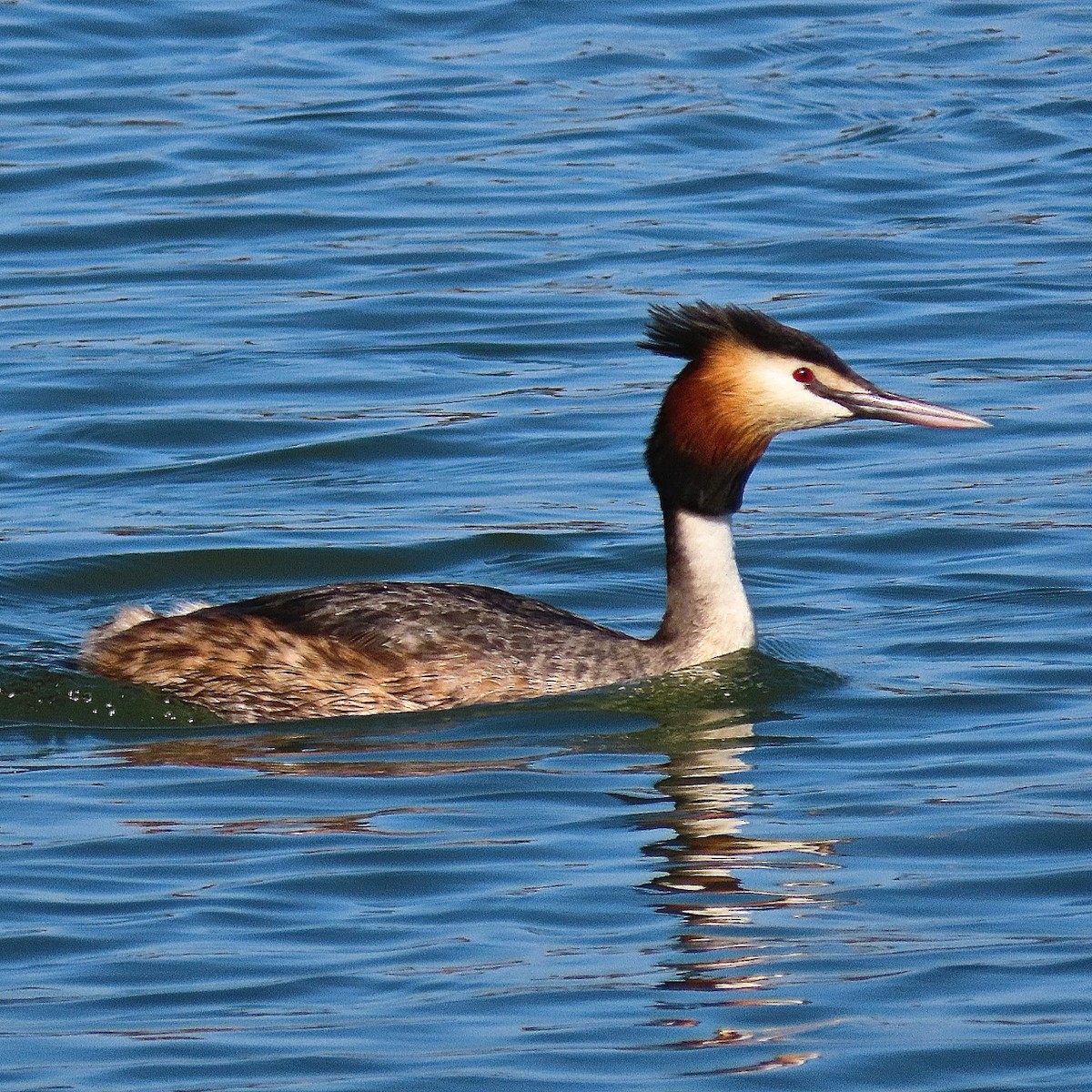 Great Crested Grebe - Erkki Lehtovirta