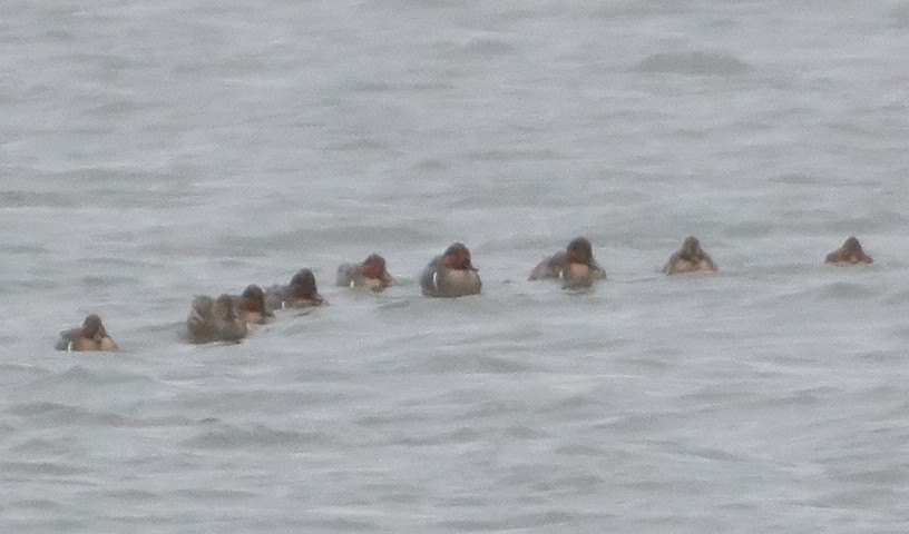 Green-winged Teal - ML191079251
