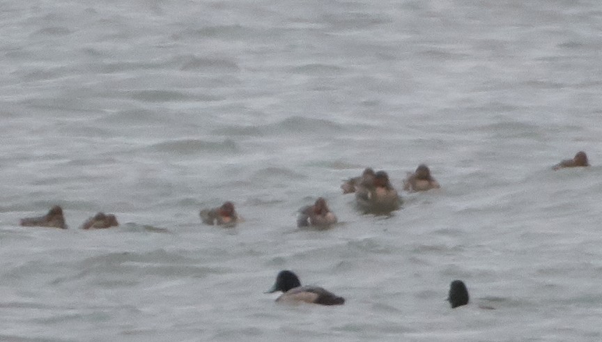 Green-winged Teal - ML191079261