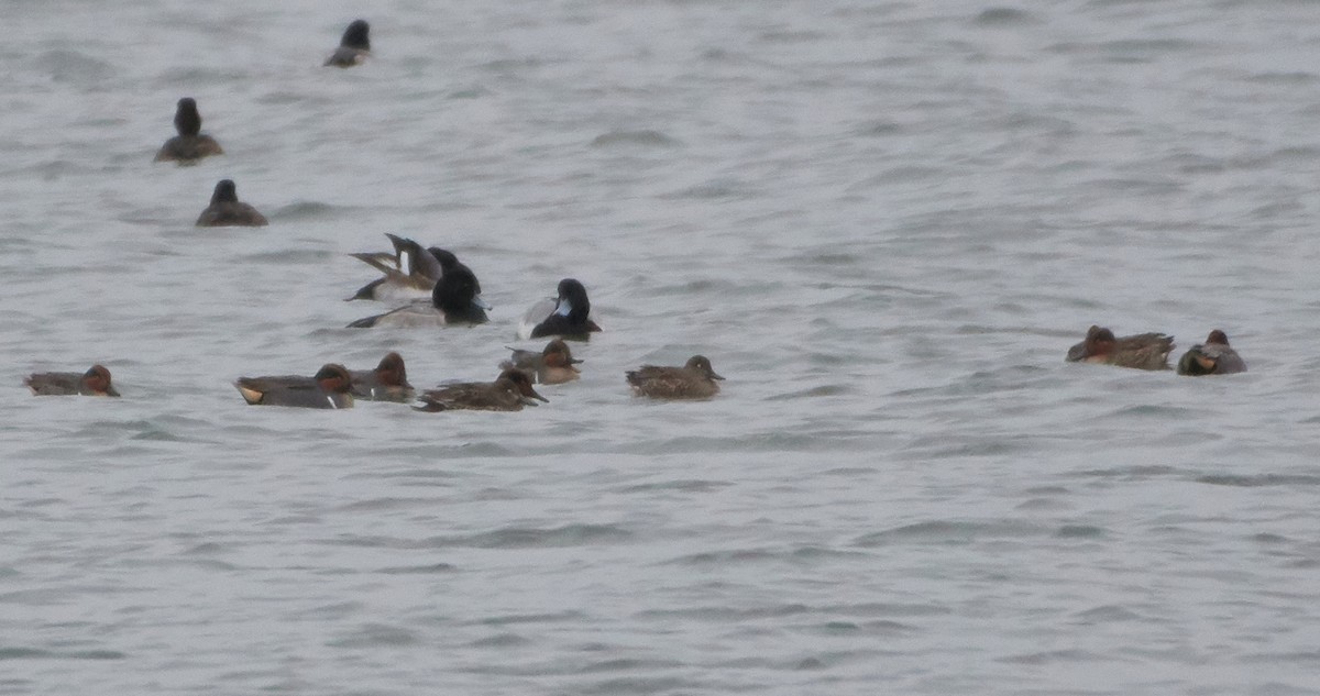 Green-winged Teal - ML191079281