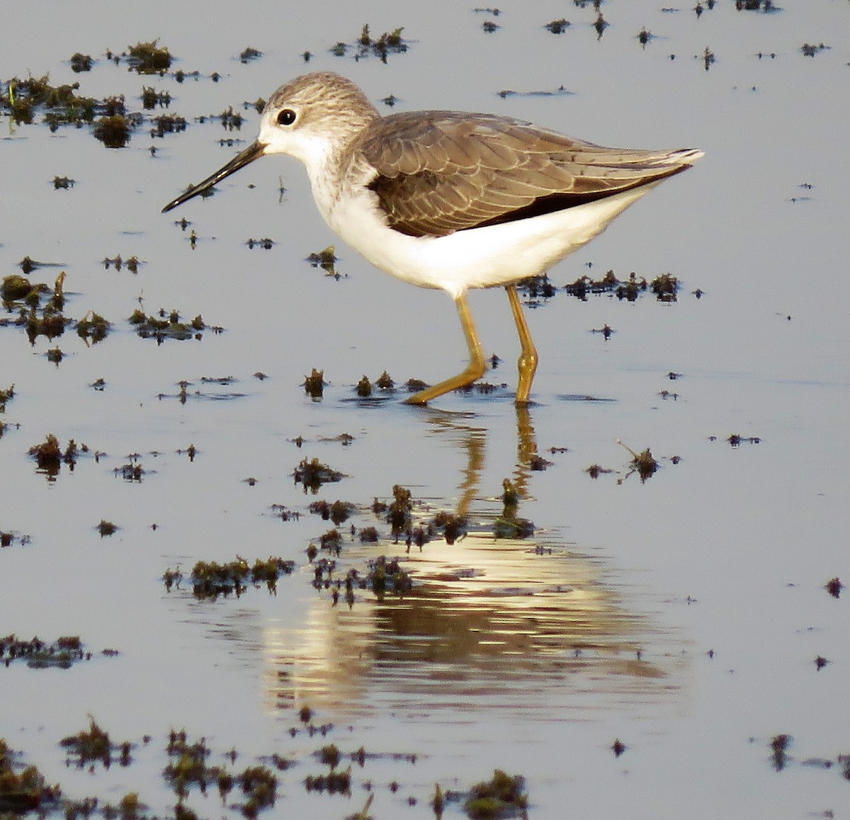 Marsh Sandpiper - Carmelo de Dios