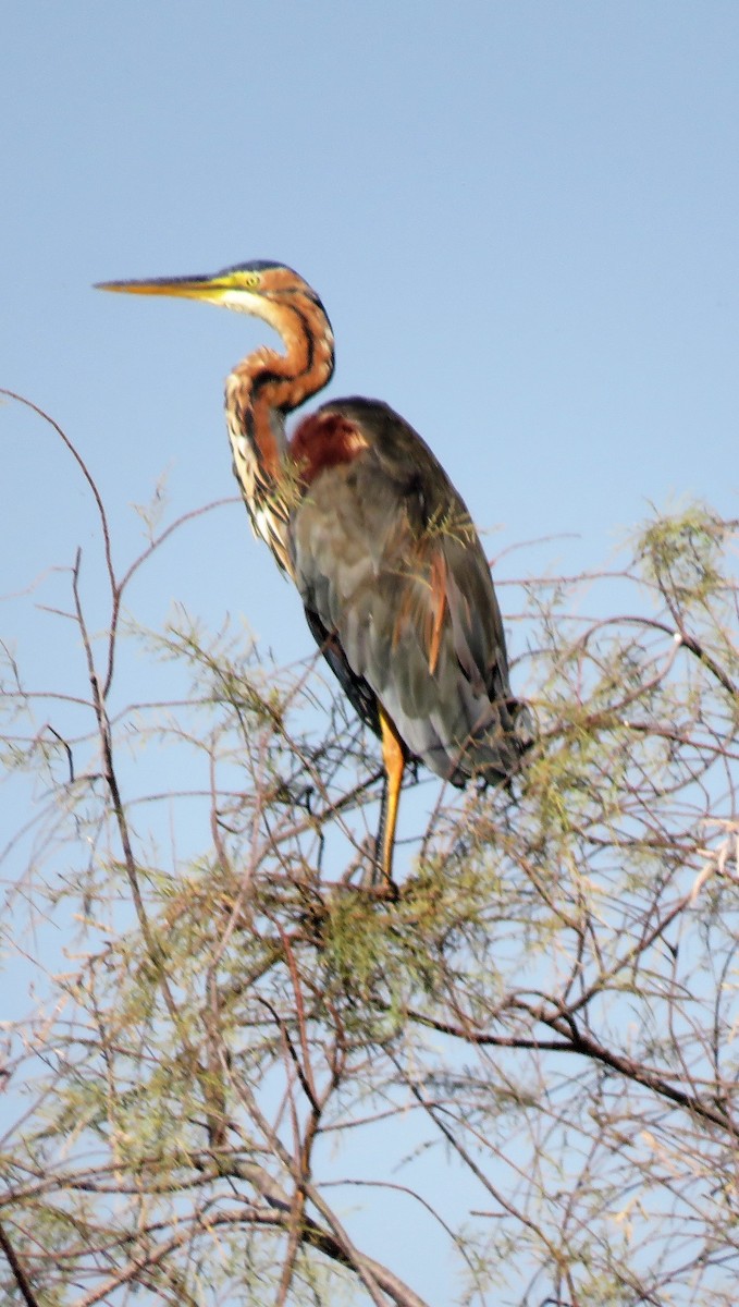 Purple Heron - ML191084341