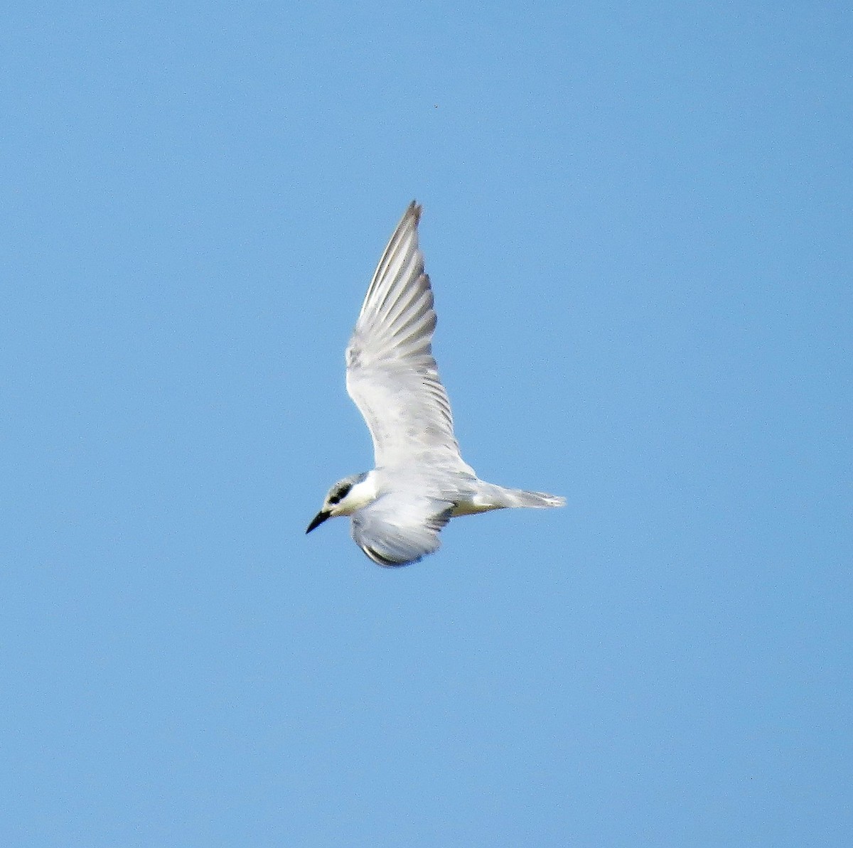 Whiskered Tern - Carmelo de Dios