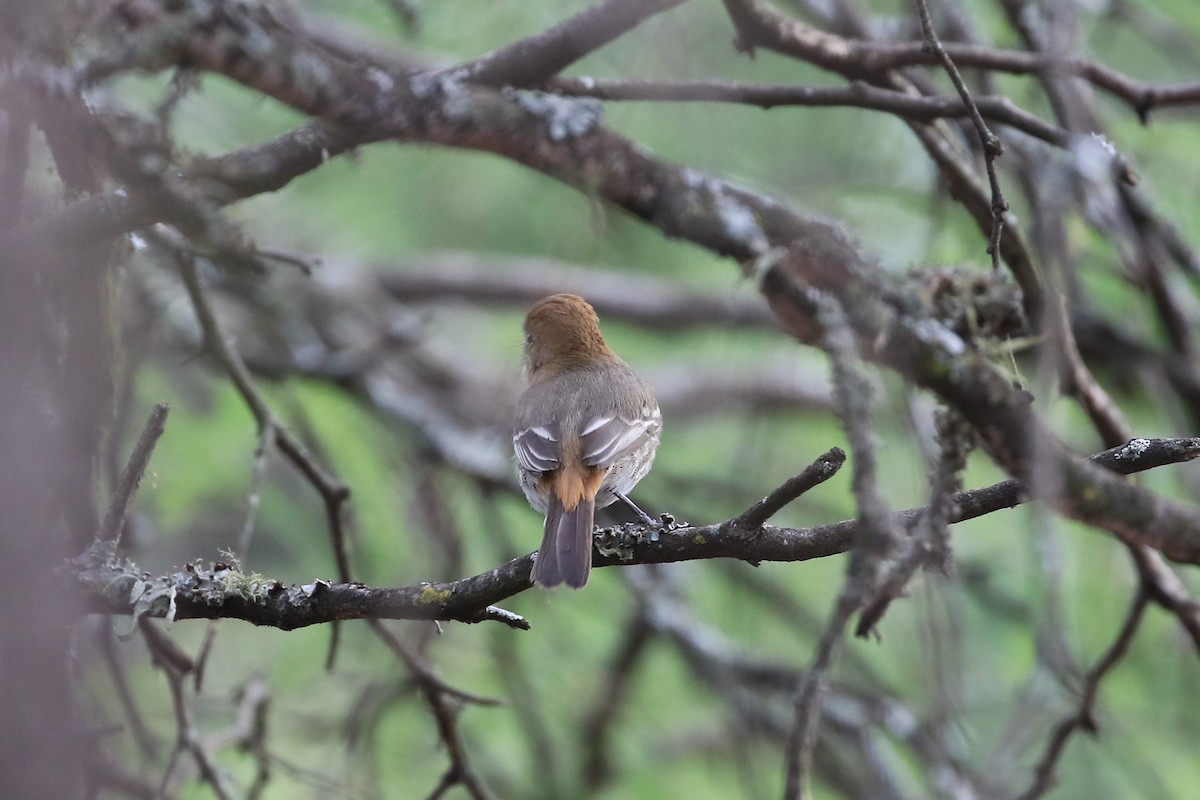 Cinereous Tyrant - ML191085781