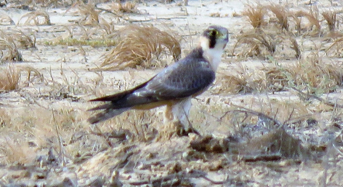 Peregrine Falcon (Barbary) - ML191086101