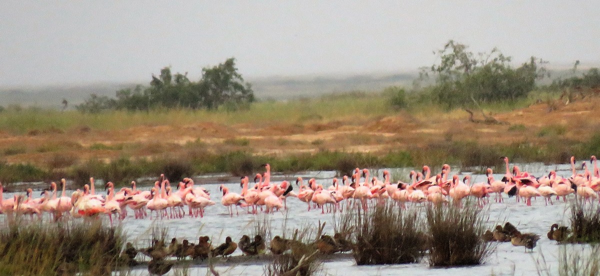 Lesser Flamingo - ML191086481