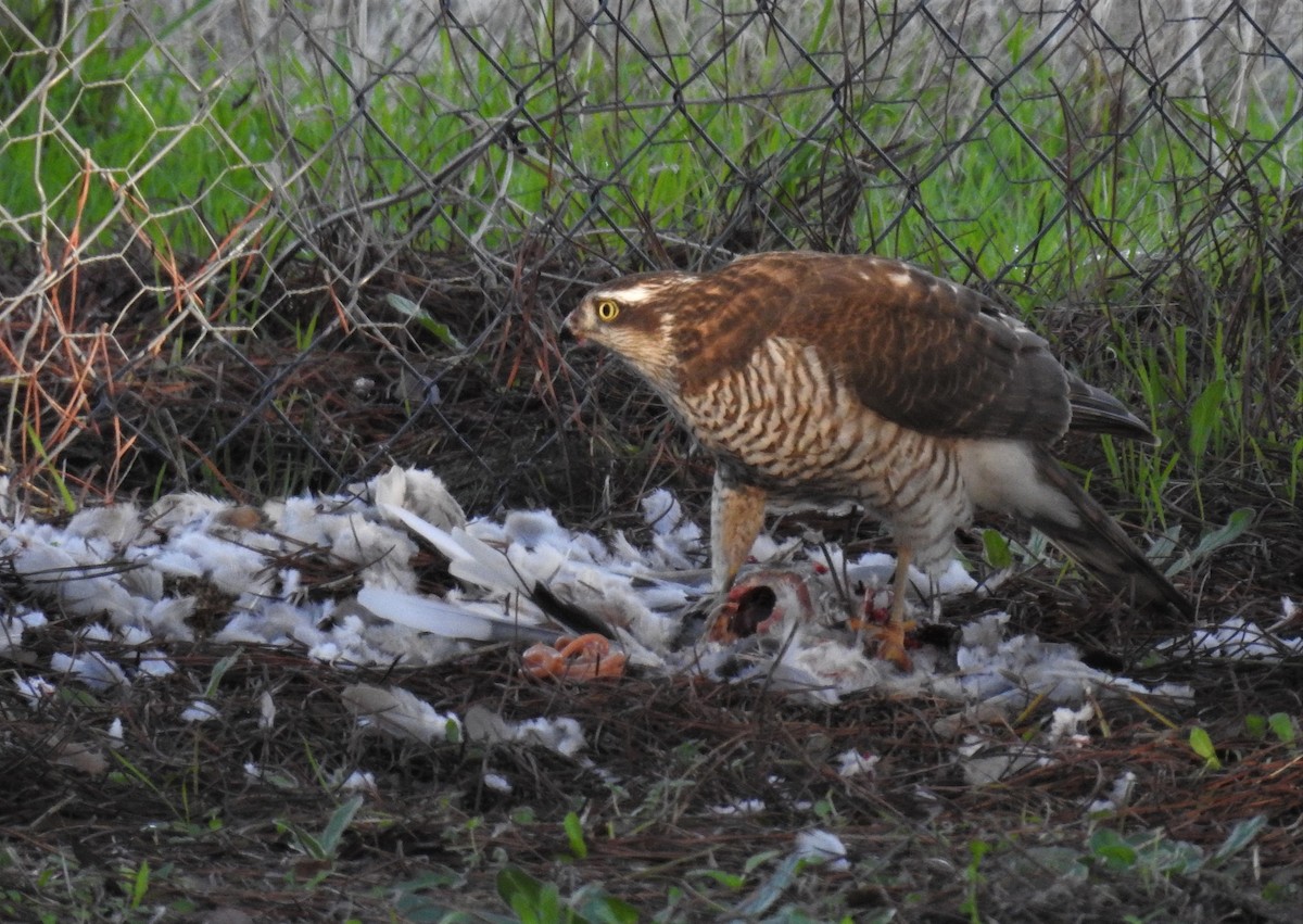 Eurasian Sparrowhawk - ML191087091