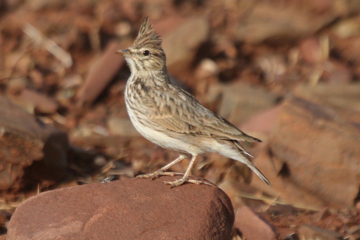 Thekla's Lark - Fabio Olmos